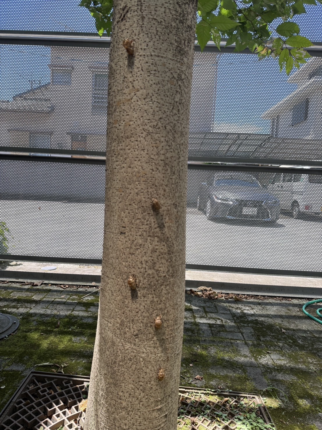 S__27426866_0